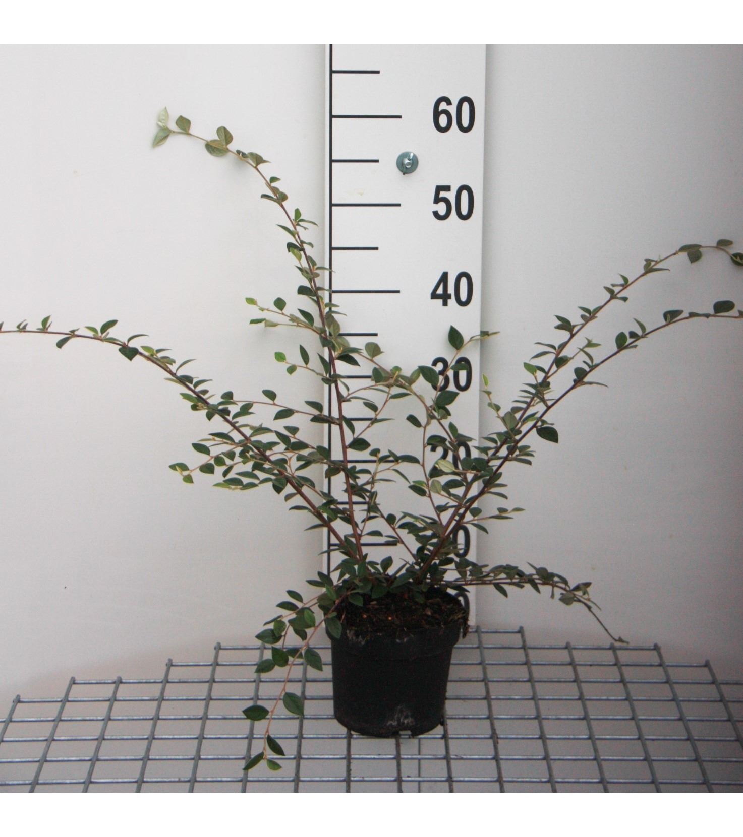 Cotoneaster franchetii - pot - 40-60 cm