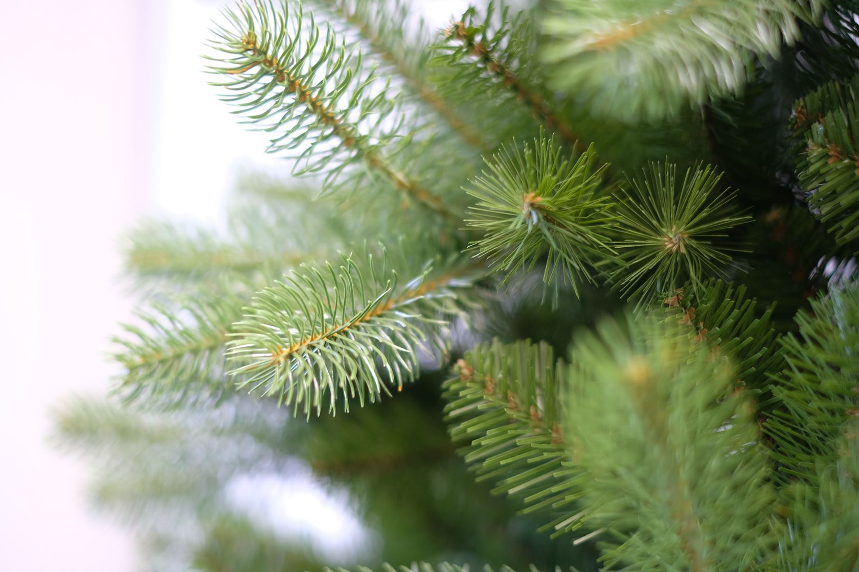 Poly-Bayberry-Spruce-Hinged-h243cm