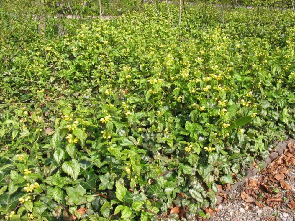 Plantenfiche-Lamiastrum-galeobdolon
