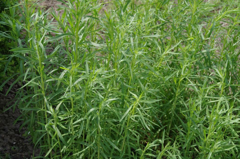 Plantenfiche-Artemisia-dracunculus-Dragon-