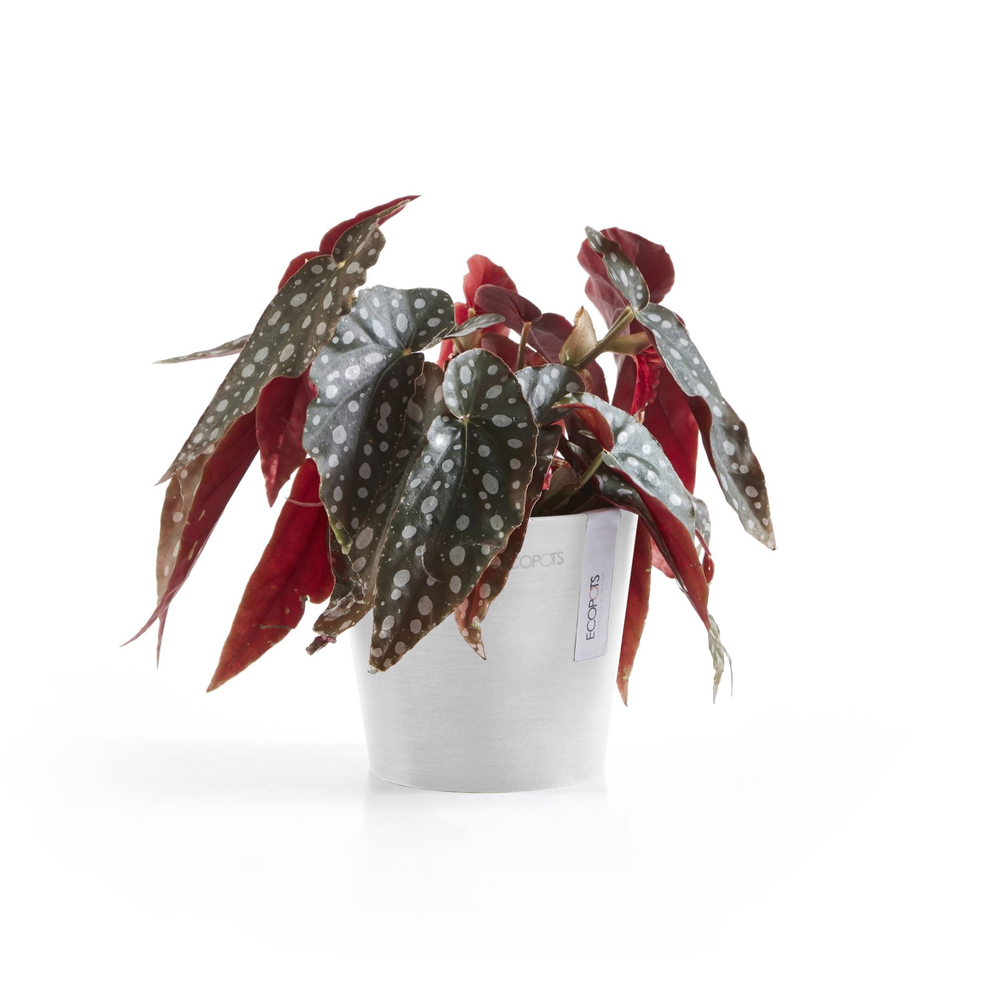 Ecopots-amsterdam-mini-pure-white-13-cm-H11-4-cm