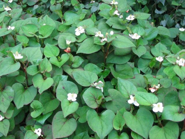 Plantenfiche-Houttuynia-cordata-Plena-