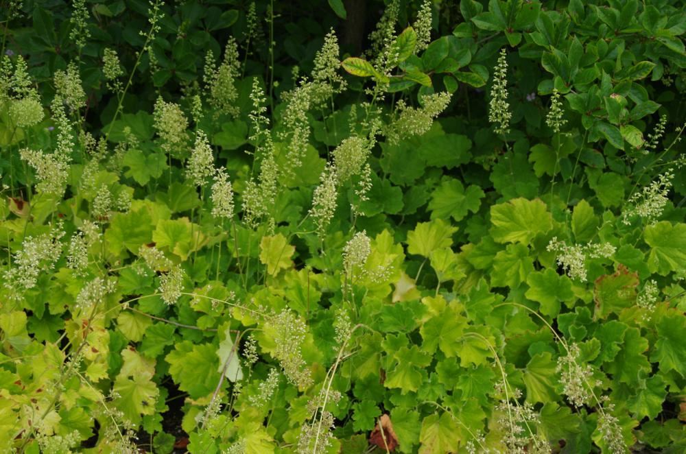 Plantenfiche-Heuchera-villosa