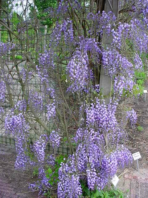 Plantenfiche-Wisteria-floribunda-Domino-