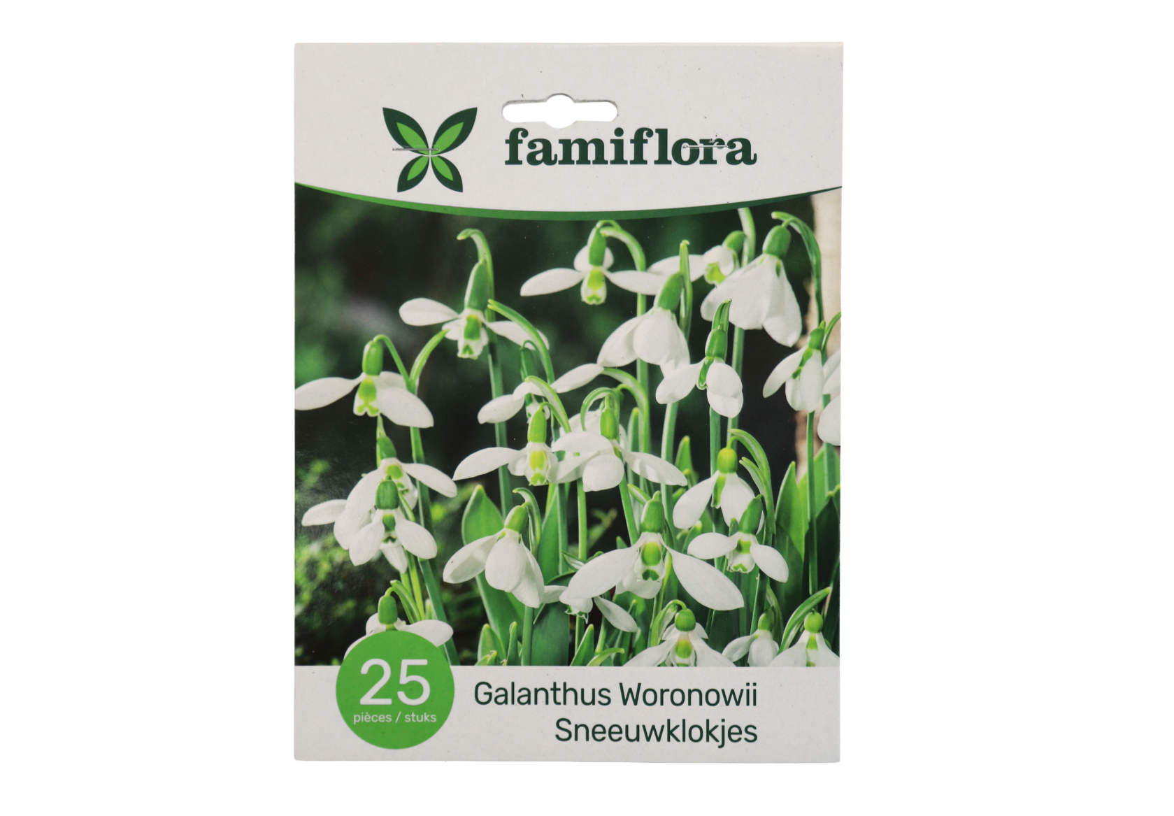 Famiflora Galanthus Woronowii - Voorjaarsbloeiers - 25 bloembollen