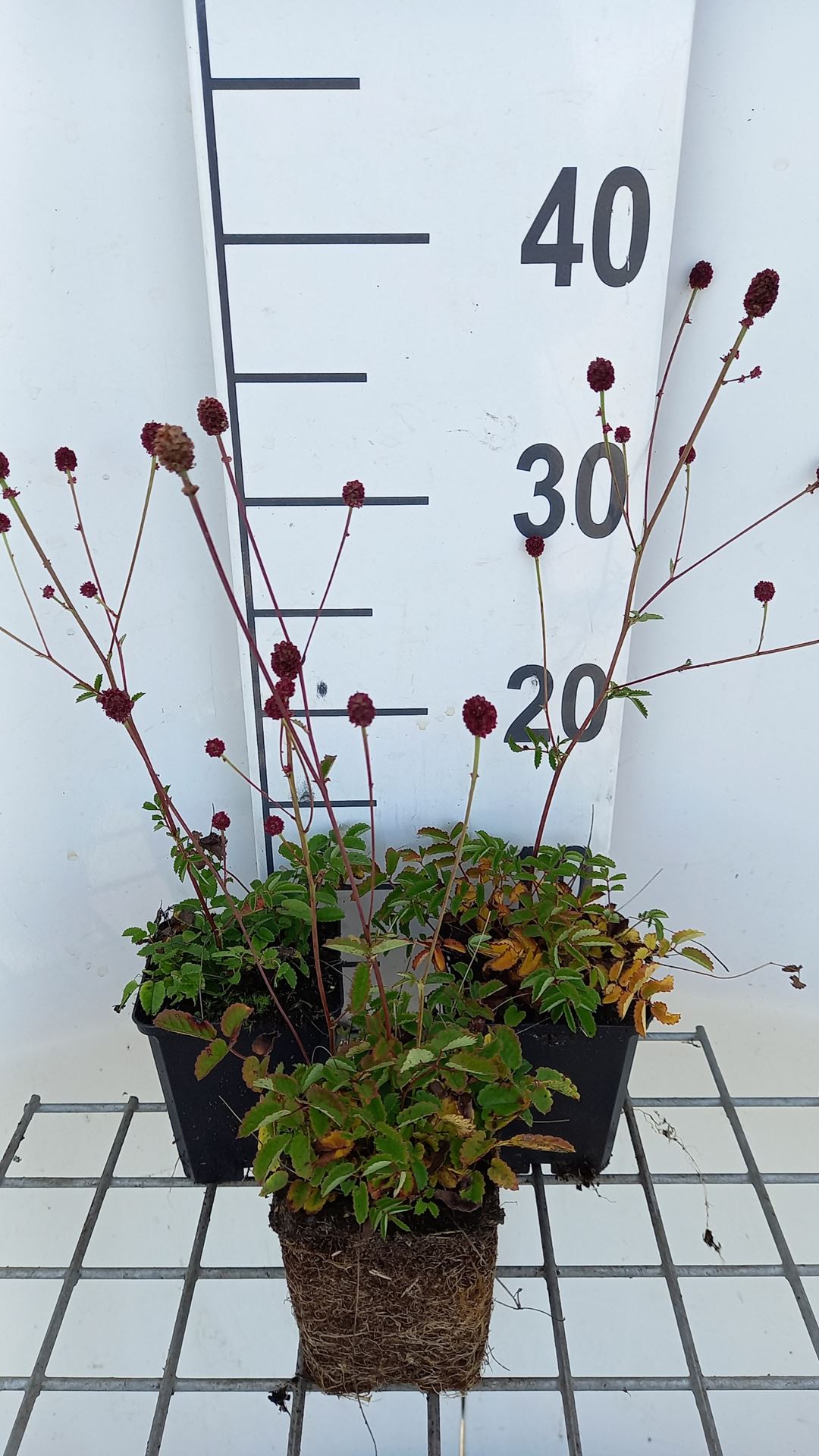 Sanguisorba officinalis - pot 9x9 cm