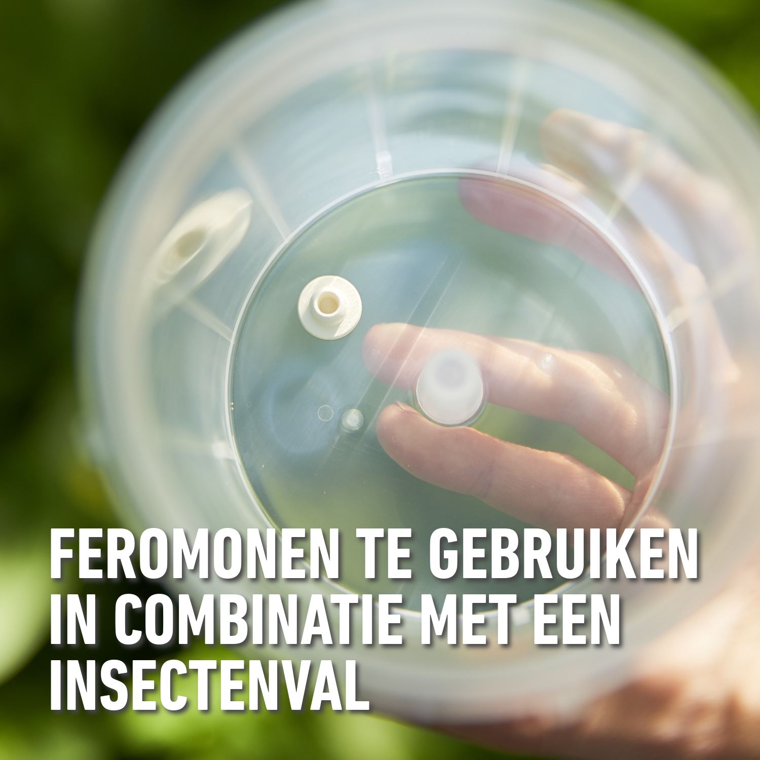 Compo-bio-buxusmot-val-navullingen-3-stuks