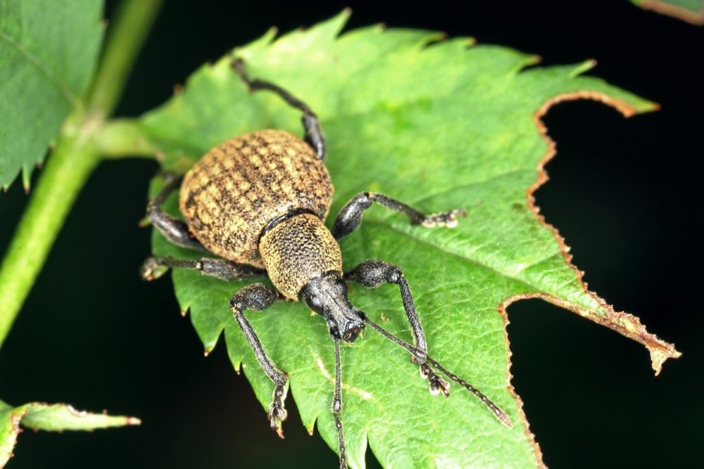 Edialux Nema-t-bag Kraussei : nématodes contre le charançon de la vigne, les chenilles du buxus et les moucherons de la fougère triste (mouches du terreau) jusqu'à 15m² (BIO)