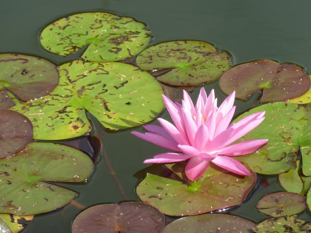 Plantenfiche-Nymphaea-Rose-Arey-