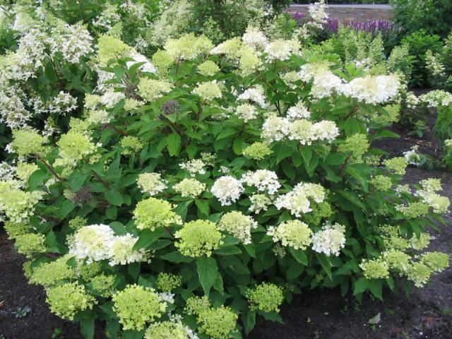 Plantenfiche-Hydrangea-paniculata-Phantom-