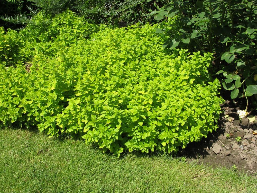 Plantenfiche-Origanum-vulgare-Aureum-