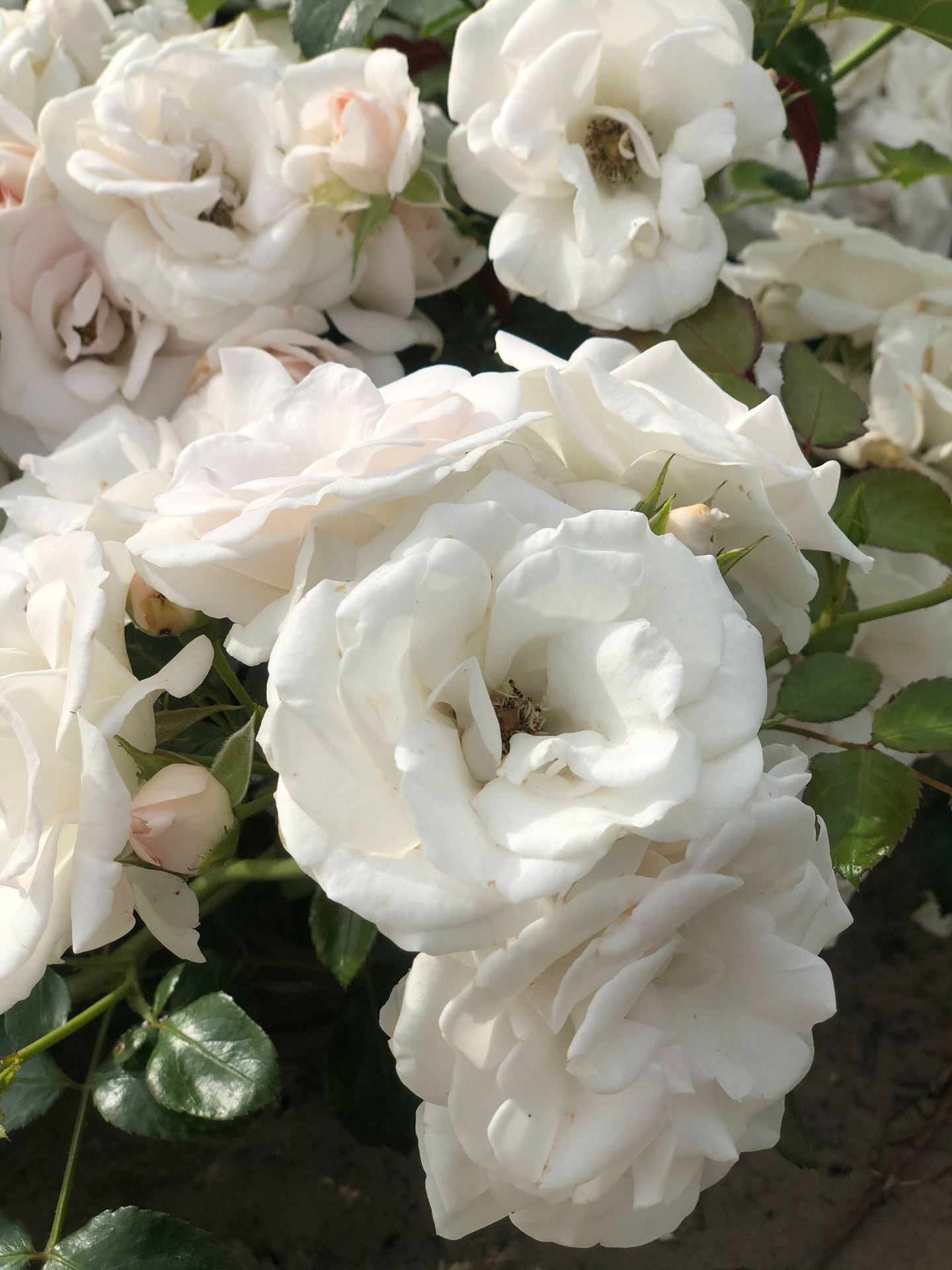 Rosa 'Taniripsa' (Aspirin Rose, Special Child) - pot