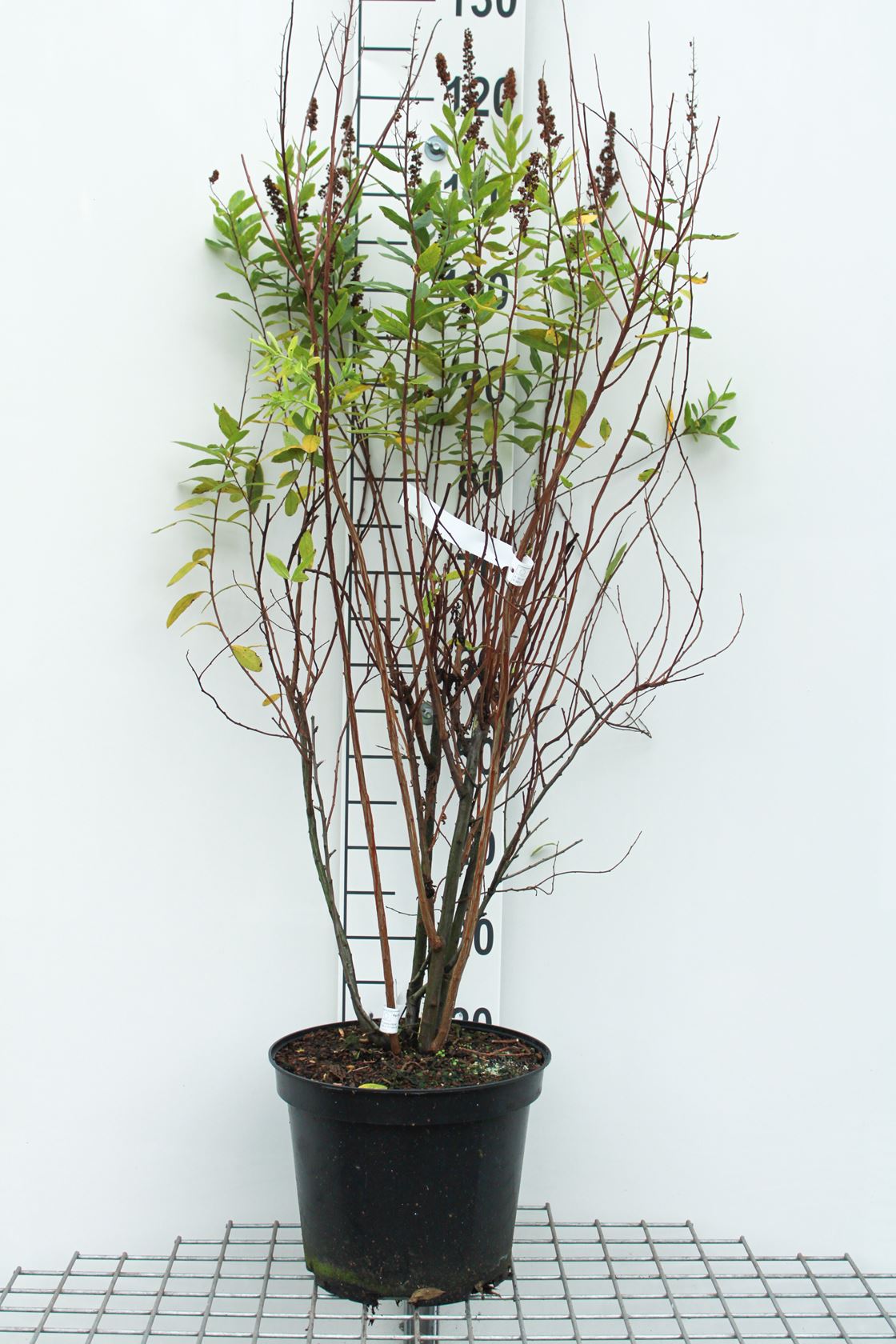 Spiraea x billardii - pot 10L - 60-80 cm