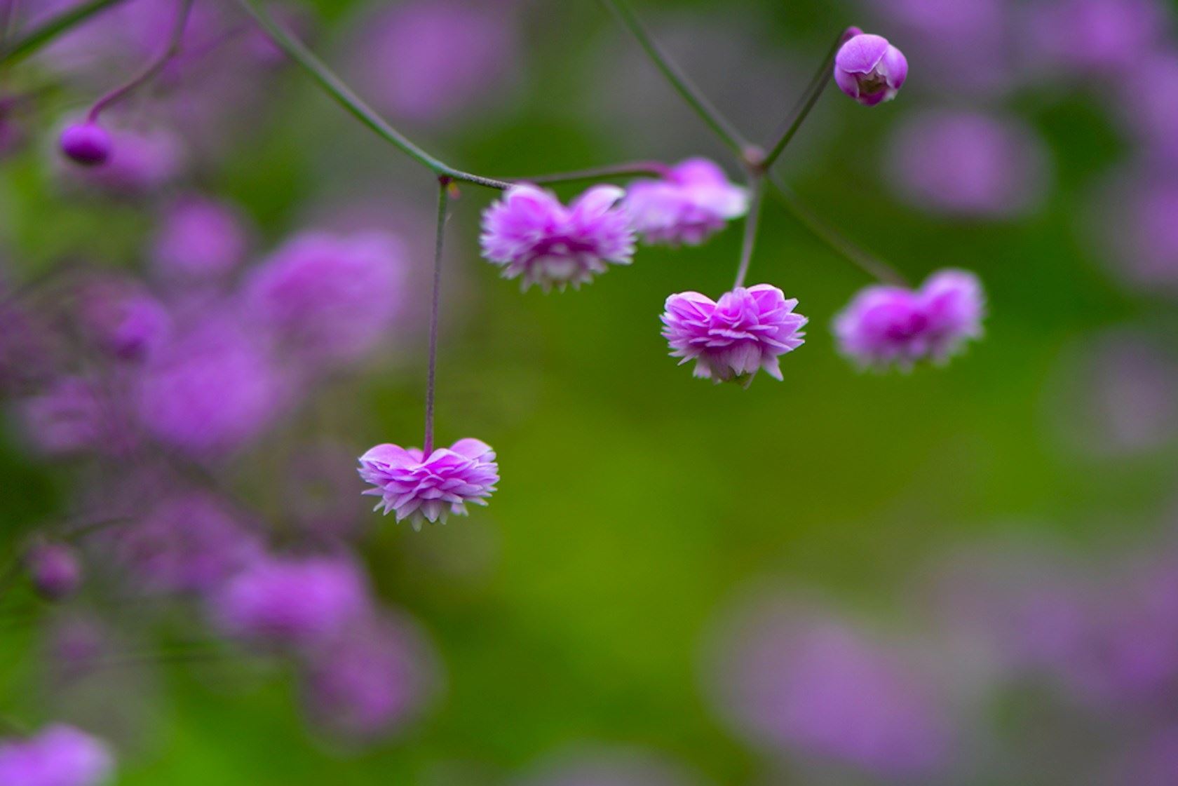 Plantenfiche-Thalictrum-delavayi-Hewitt-s-Double-