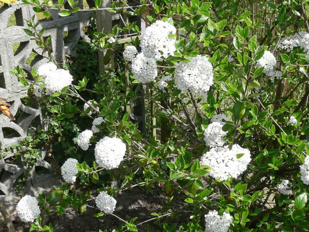 Plantenfiche-Viburnum-x-burkwoodii