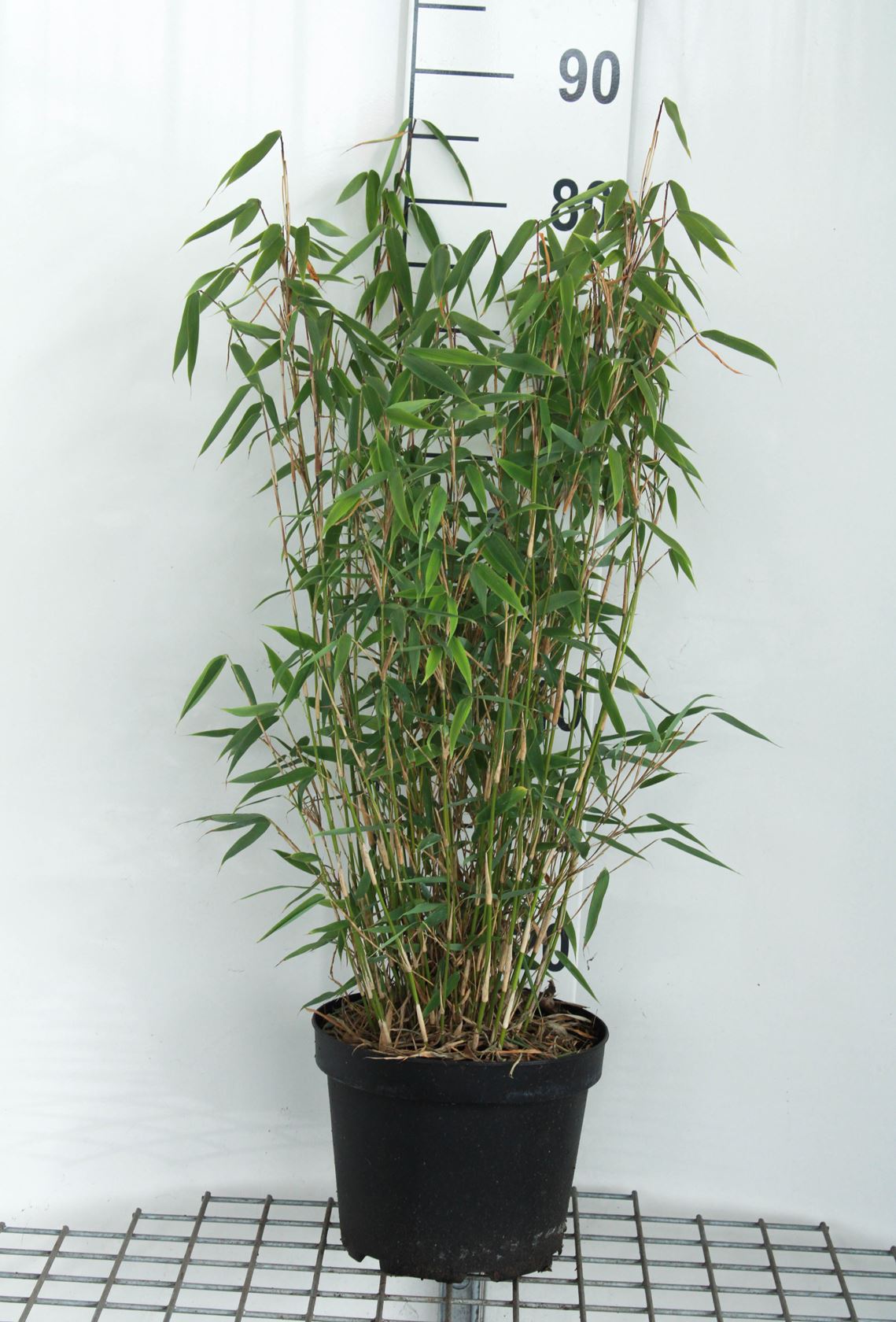Fargesia murieliae 'Jumbo' - pot 5L - 60-80 cm