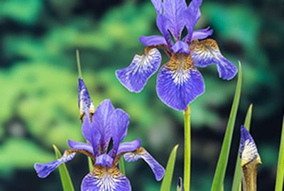 Iris sibirica - Biopot diameter 7 cm