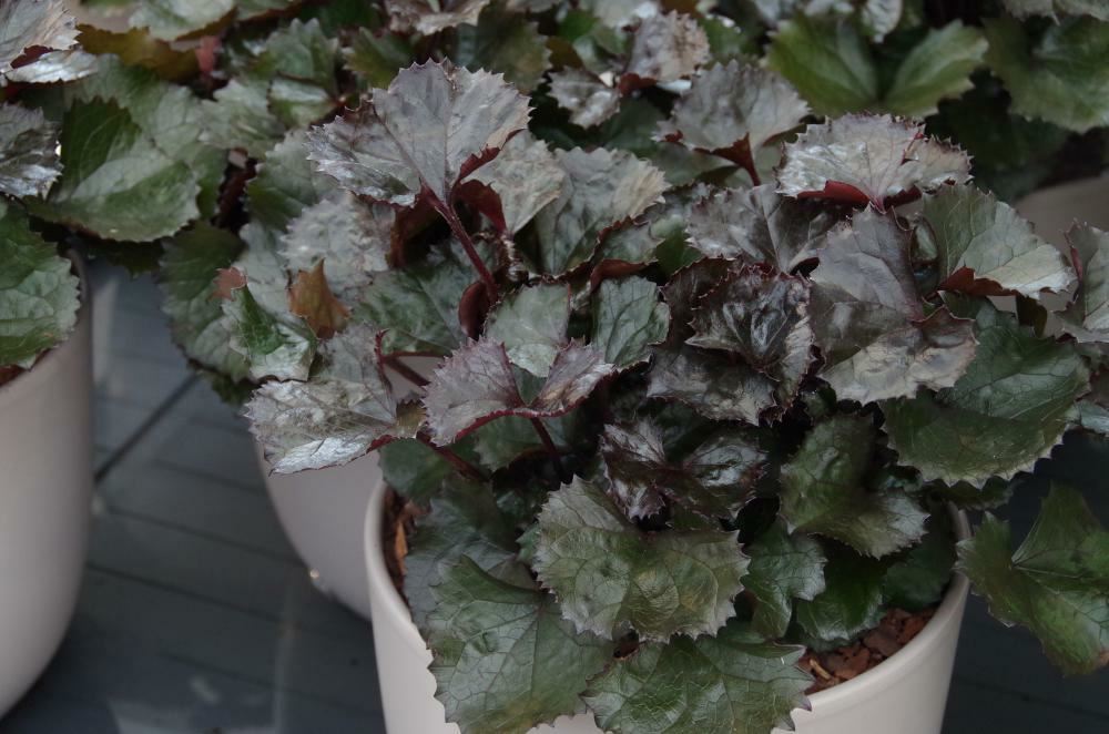 Plantenfiche-Ligularia-dentata-Pandora-