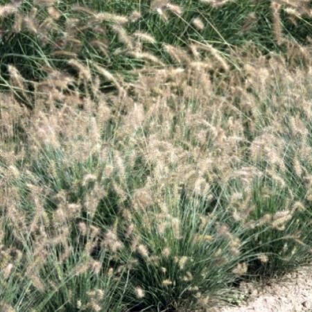 Pennisetum alopecuroides 'Little Bunny' - Biopot ø8 cm