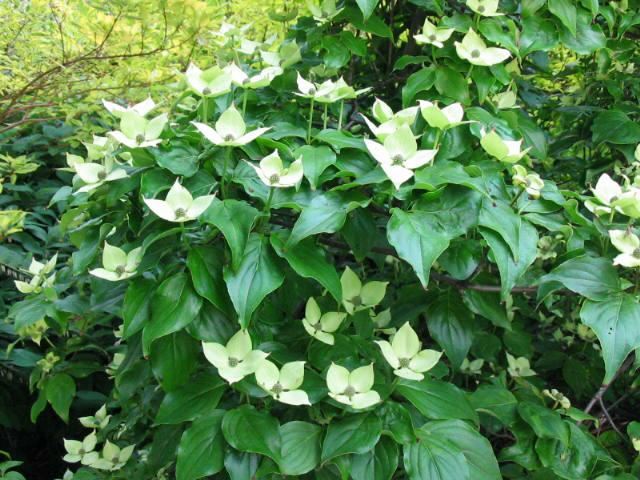 Plantenfiche-Cornus-kousa-Schmetterling-
