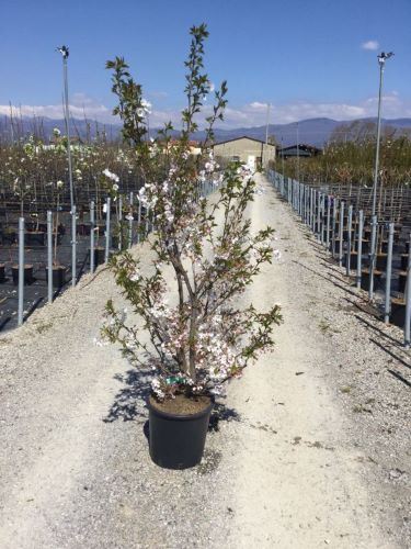 Prunus x yedoensis - pot 18L - 150-175 cm