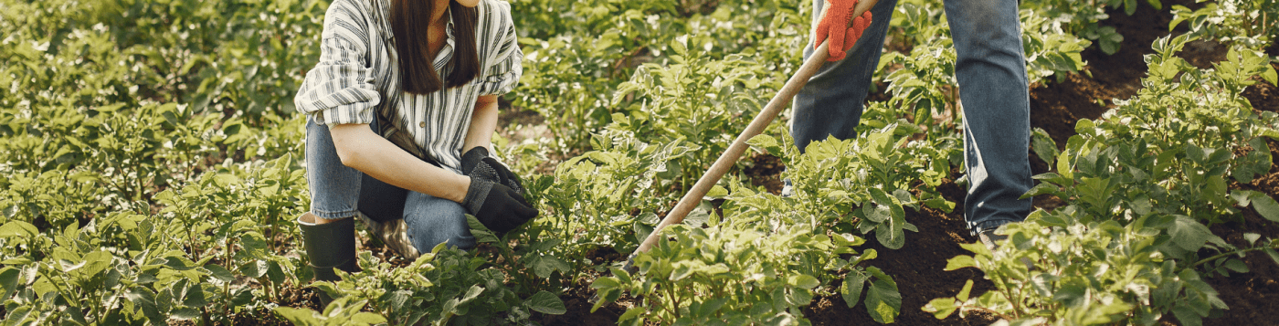 Working in the vegetable garden with Ducoterre tilling fork