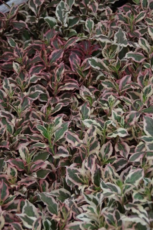 Plantenfiche-Weigela-florida-Verweig-Monet-