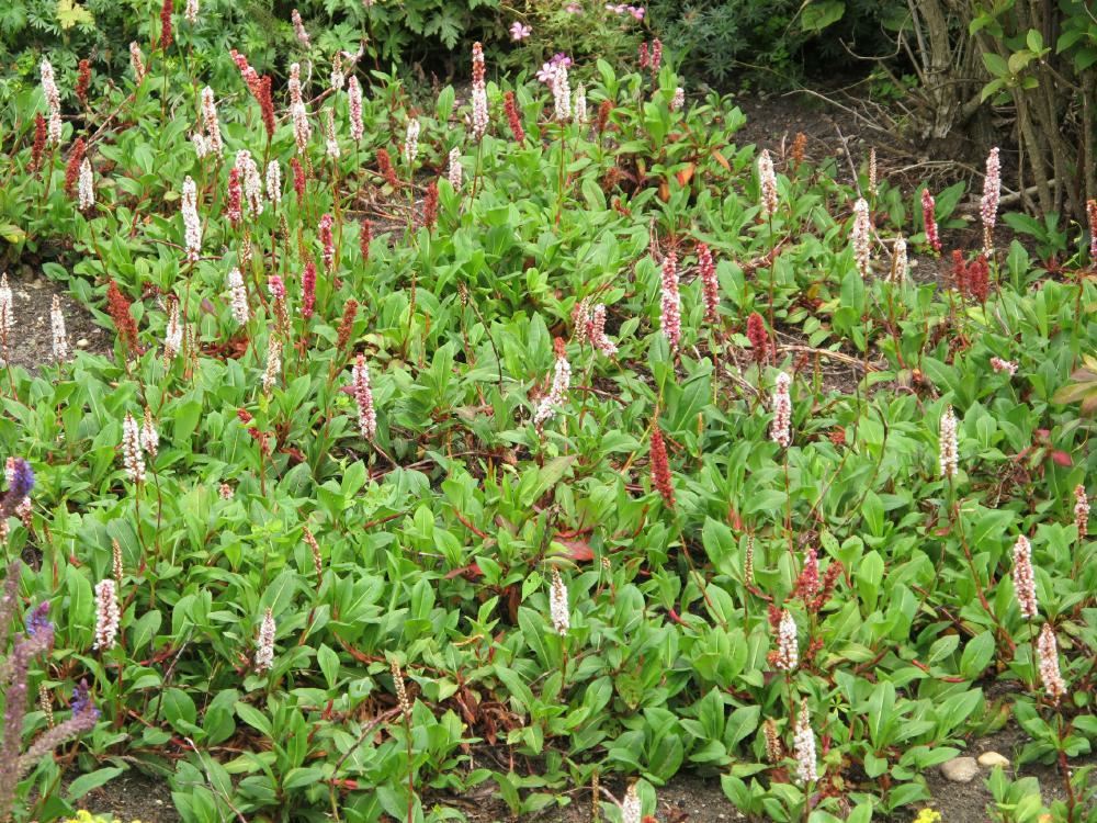 Plantenfiche-Persicaria-affinis-Superba-