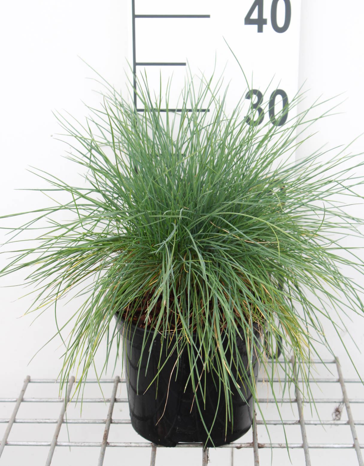 Festuca glauca 'Elijah Blue' - pot 3L