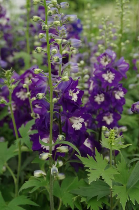 Plantenfiche-Delphinium-Magic-Fountains-Series