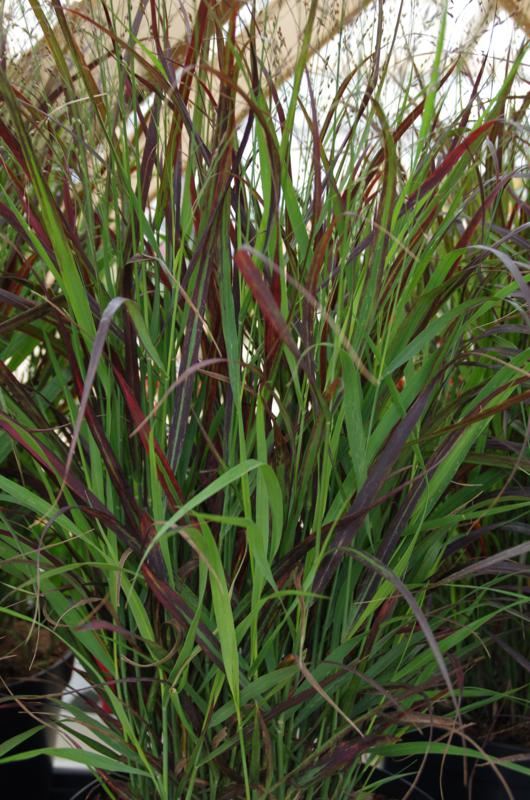 Plantenfiche-Panicum-virgatum-Sangria-