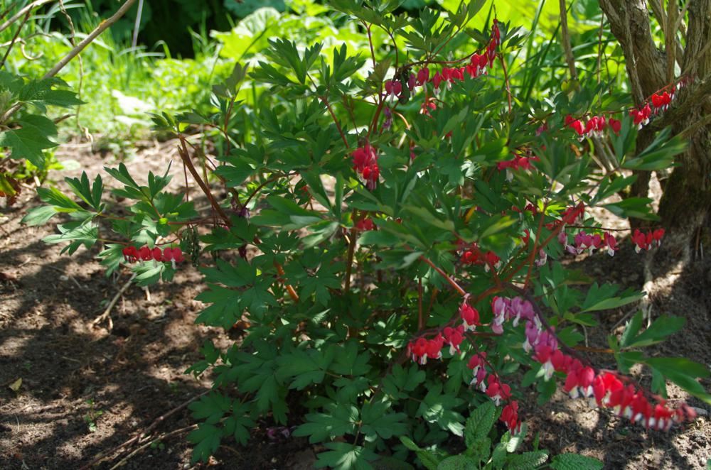 Plantenfiche-Dicentra-spectabilis-Hordival-