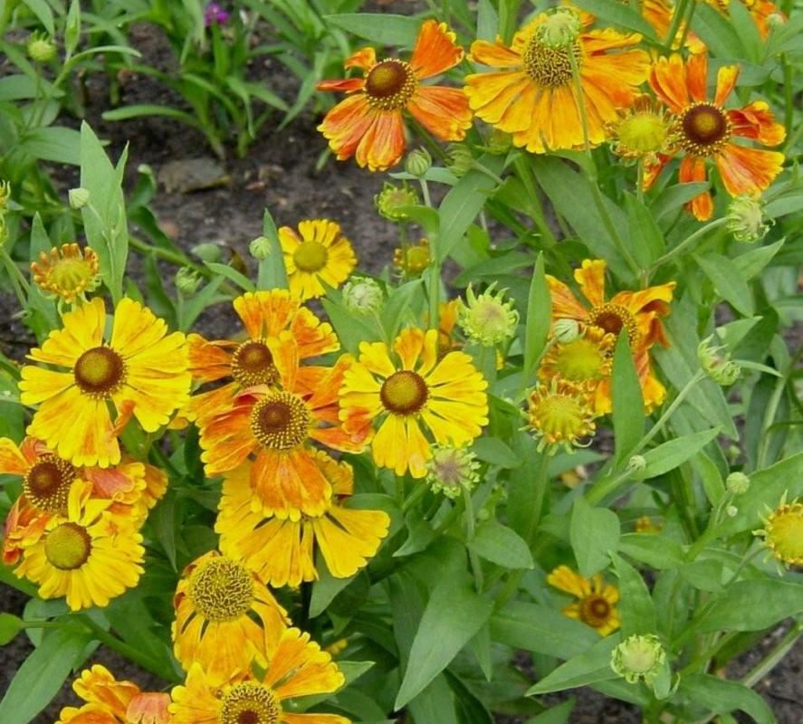 Plantenfiche-Helenium-Waltraut-