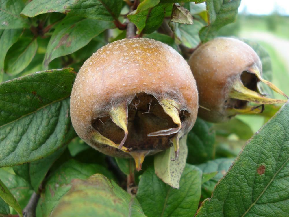 Plantenfiche-Mespilus-germanica-Westerveld-