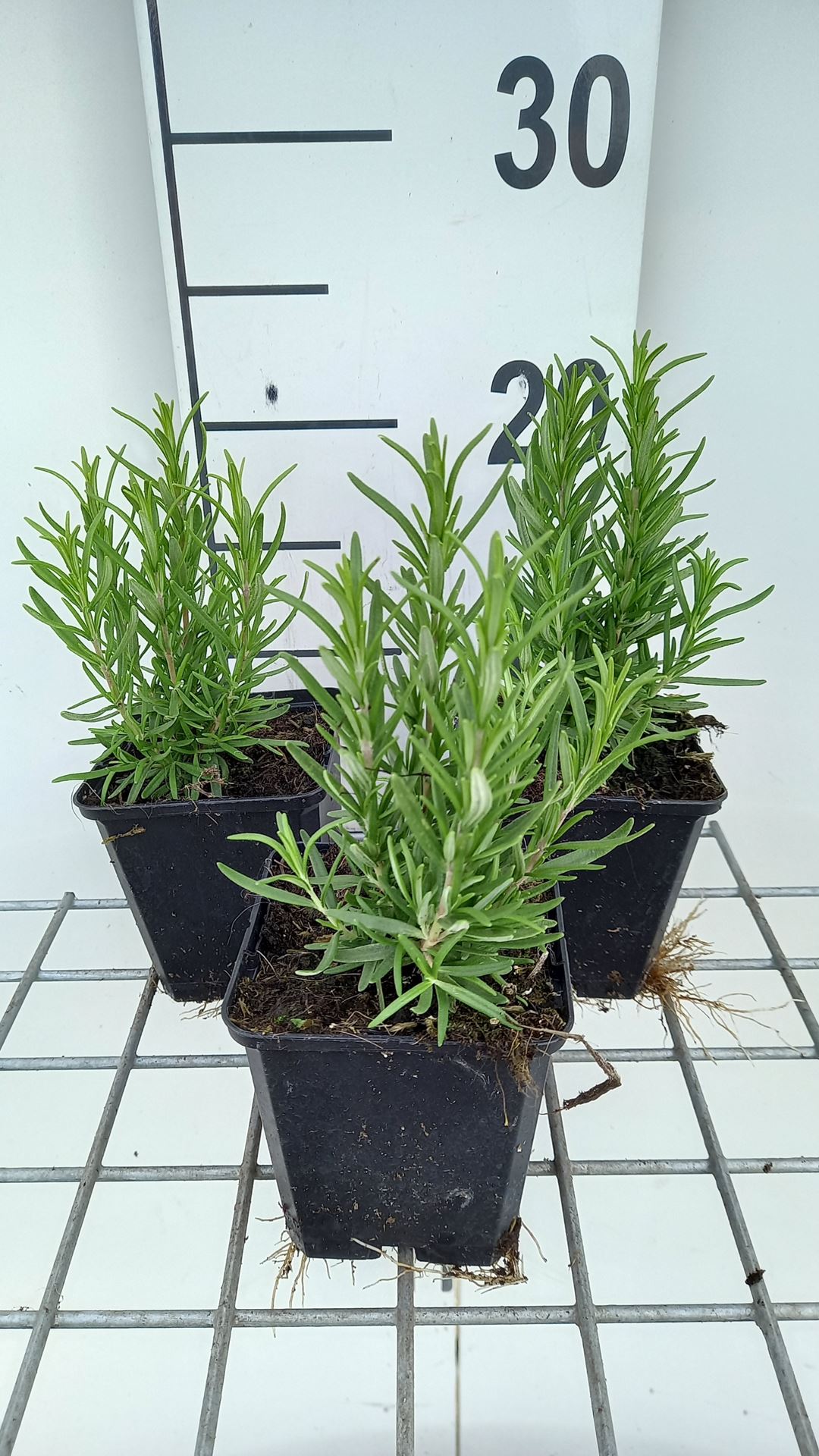 Rosemary - pot 9x9 cm (Rosmarinus officinalis)