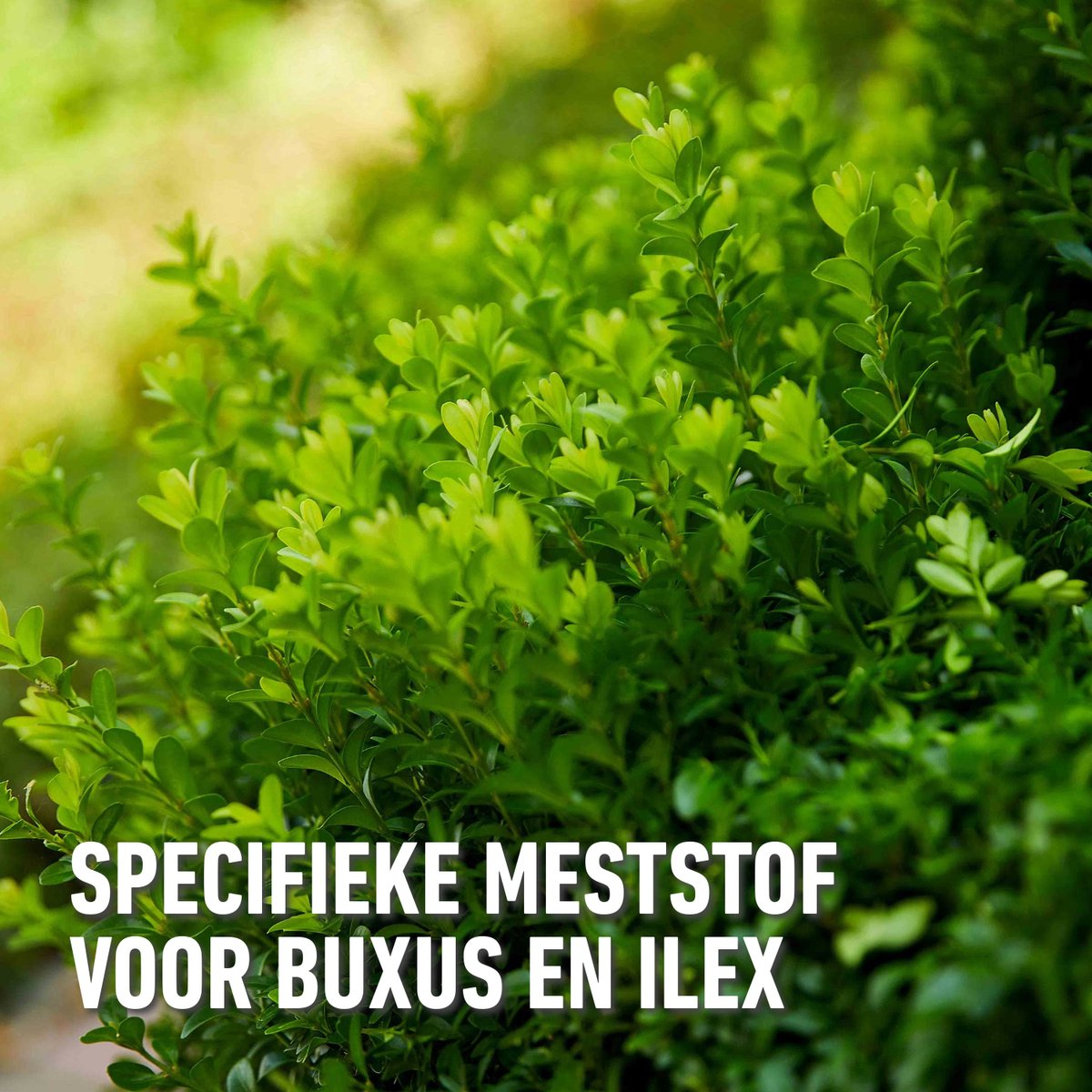 Compo engrais liquide buxus - 1L