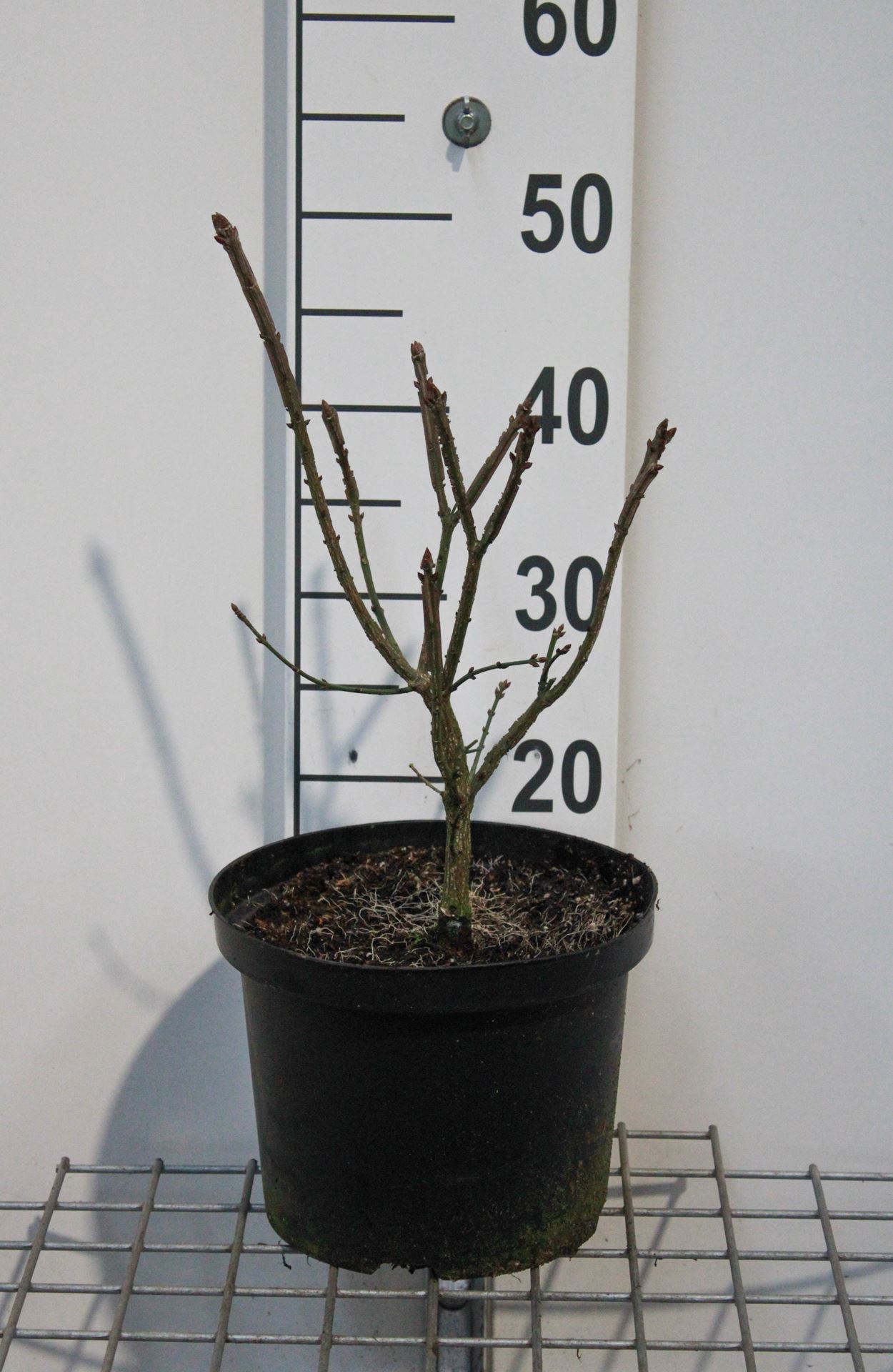 Euonymus alatus 'Compactus' - pot 5L - 40-50 cm
