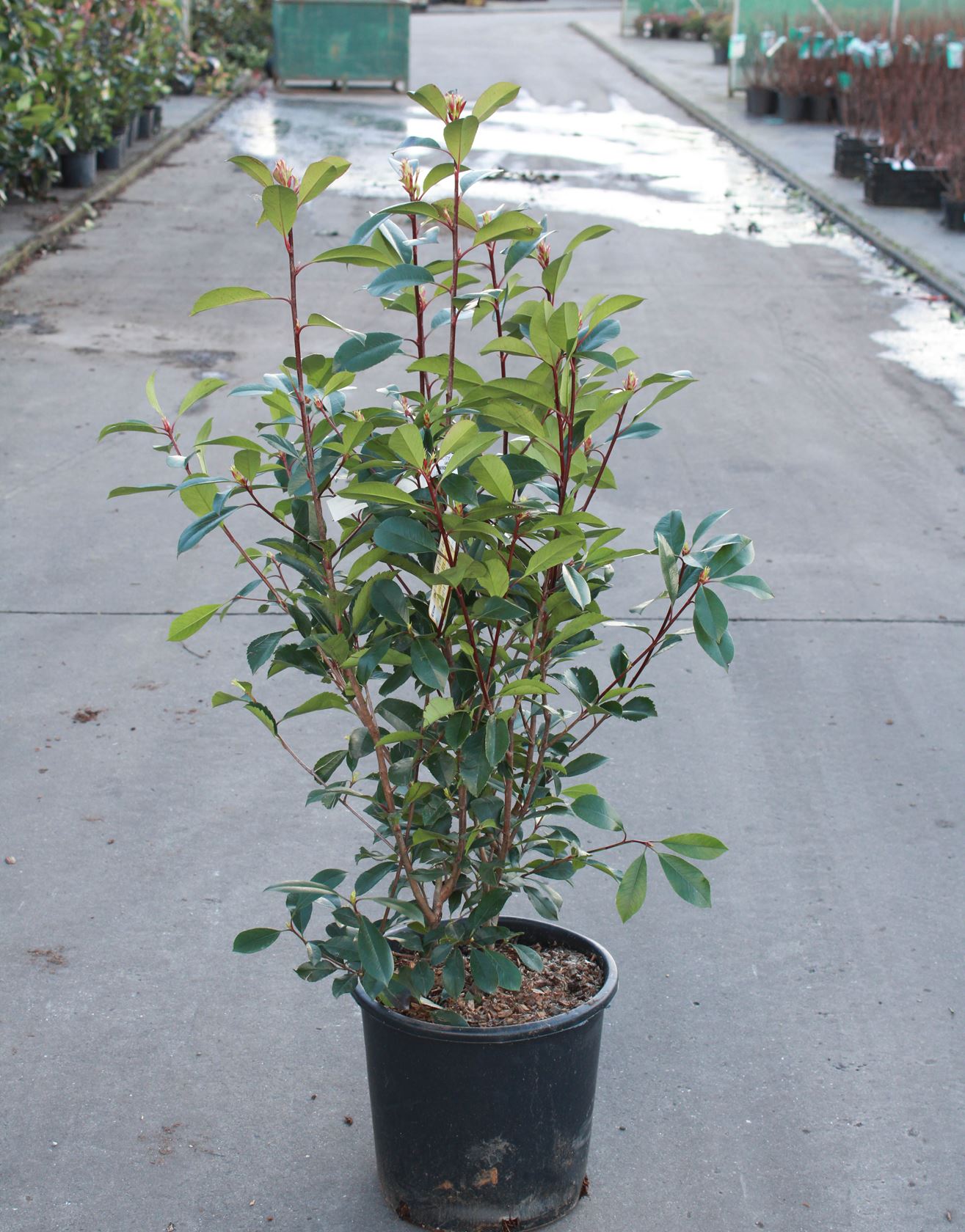 Photinia x fraseri 'Red Robin' - pot 15L - 100-125 cm