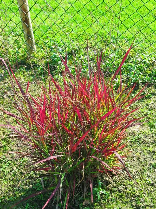 Plantenfiche-Panicum-virgatum-Shenandoah-
