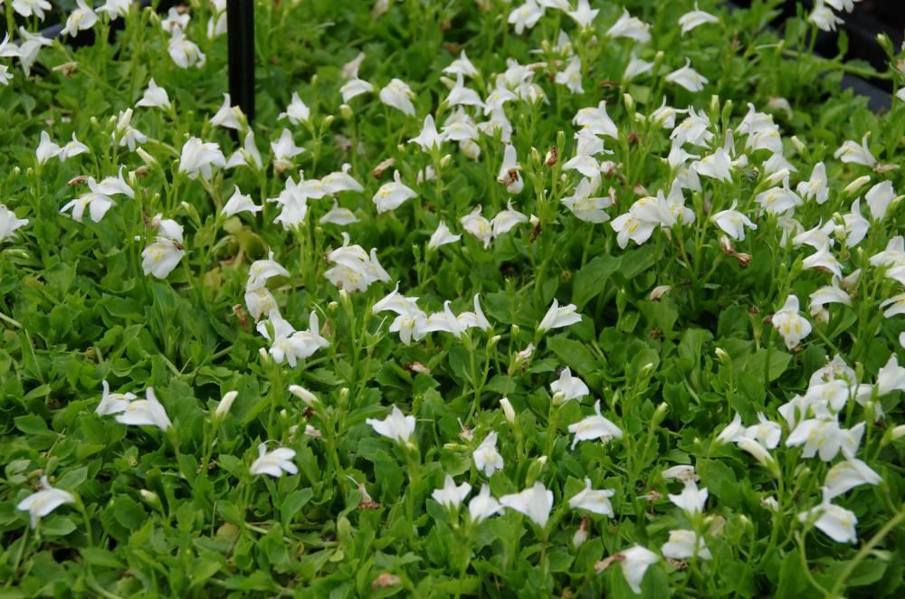 Plantenfiche-Mazus-reptans-Albus-