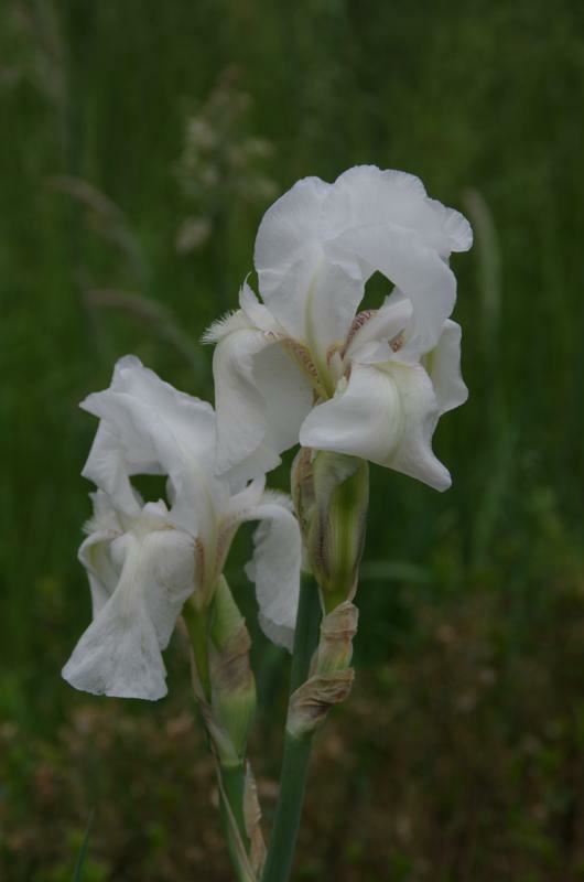 Plantenfiche-Iris-White-Knight-