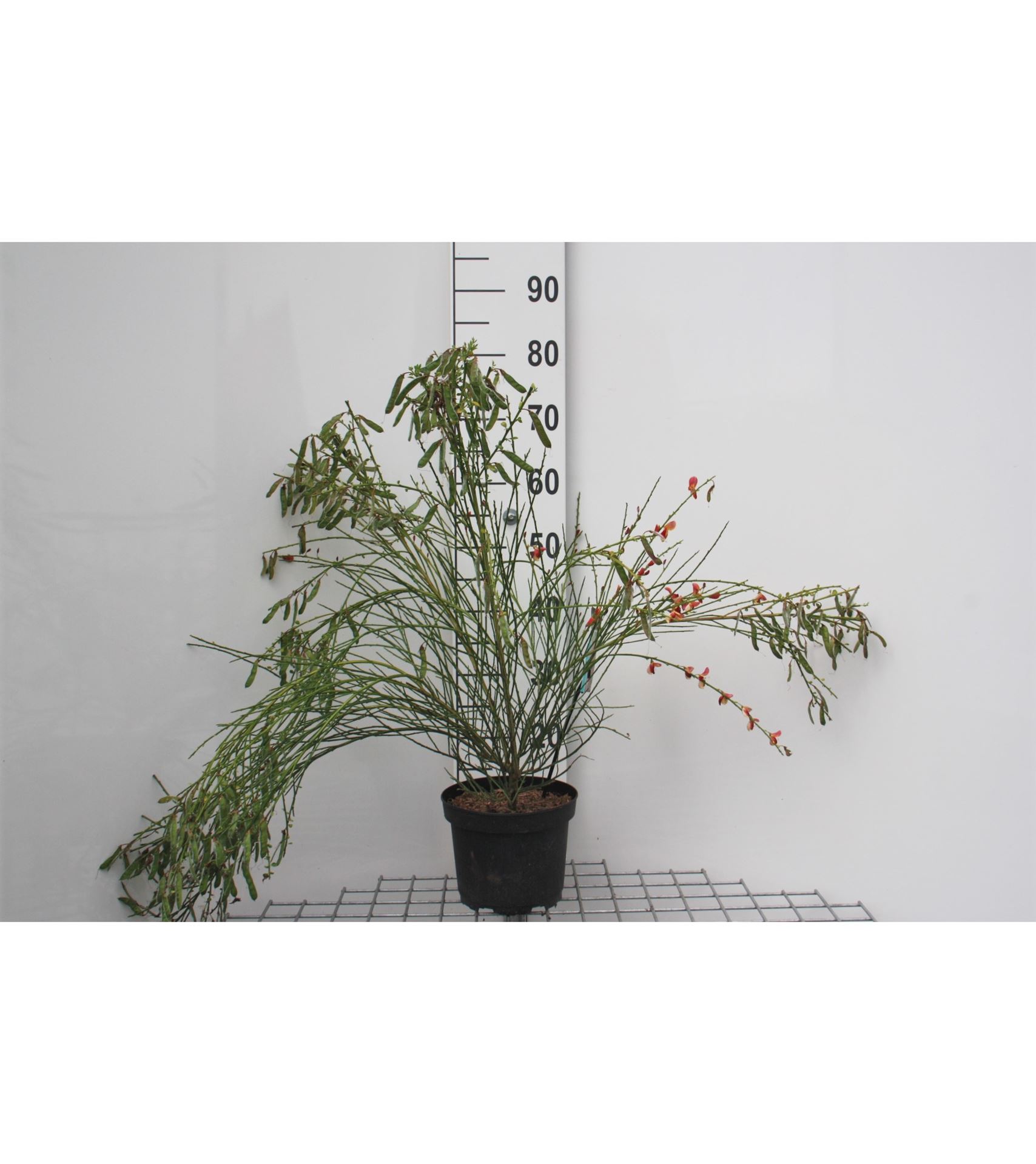 Cytisus 'Palette' - pot - 40-60 cm