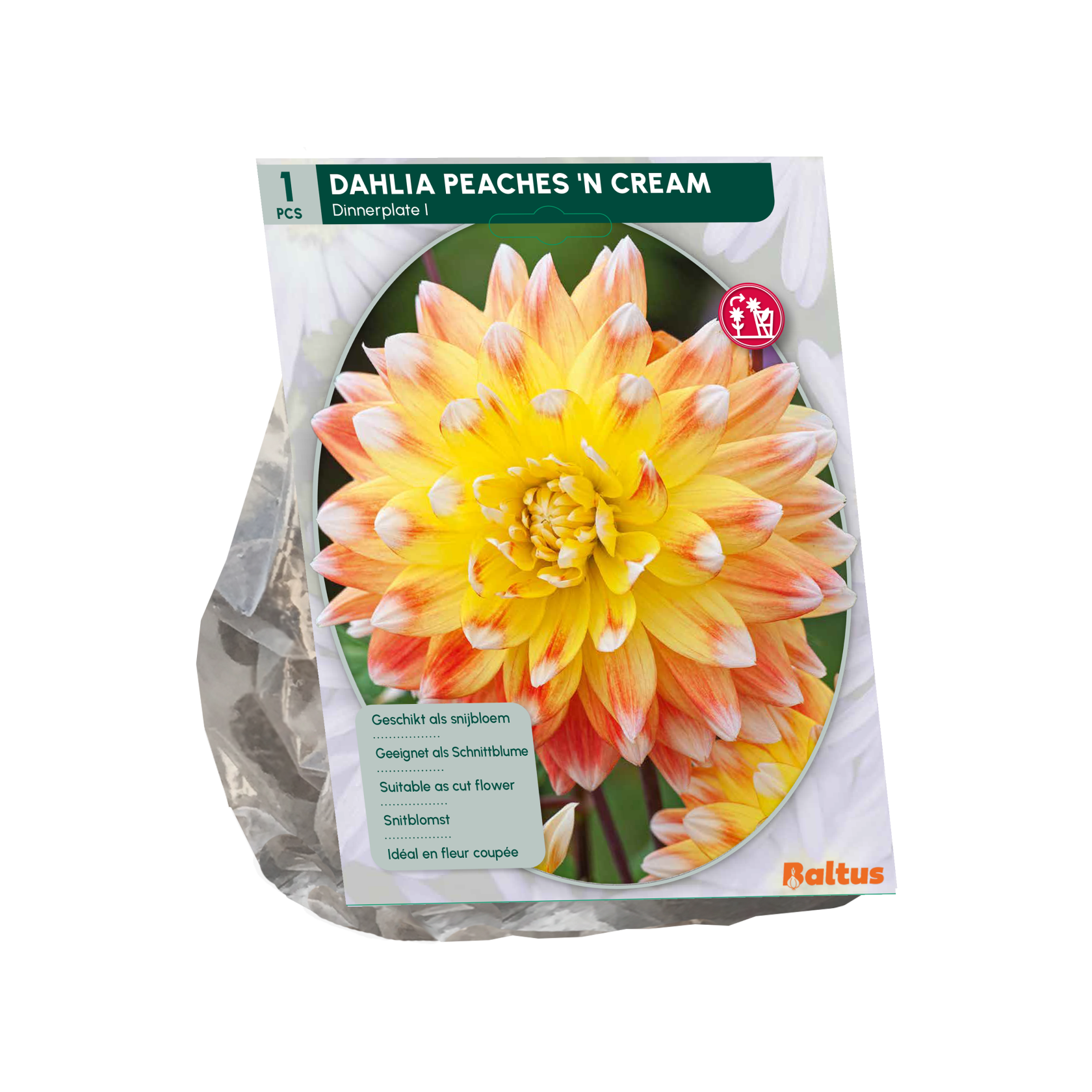 Baltus dahlia 'Peaches 'n Cream' - Najaarsbloeiers - 1 bol (geel-oranje)