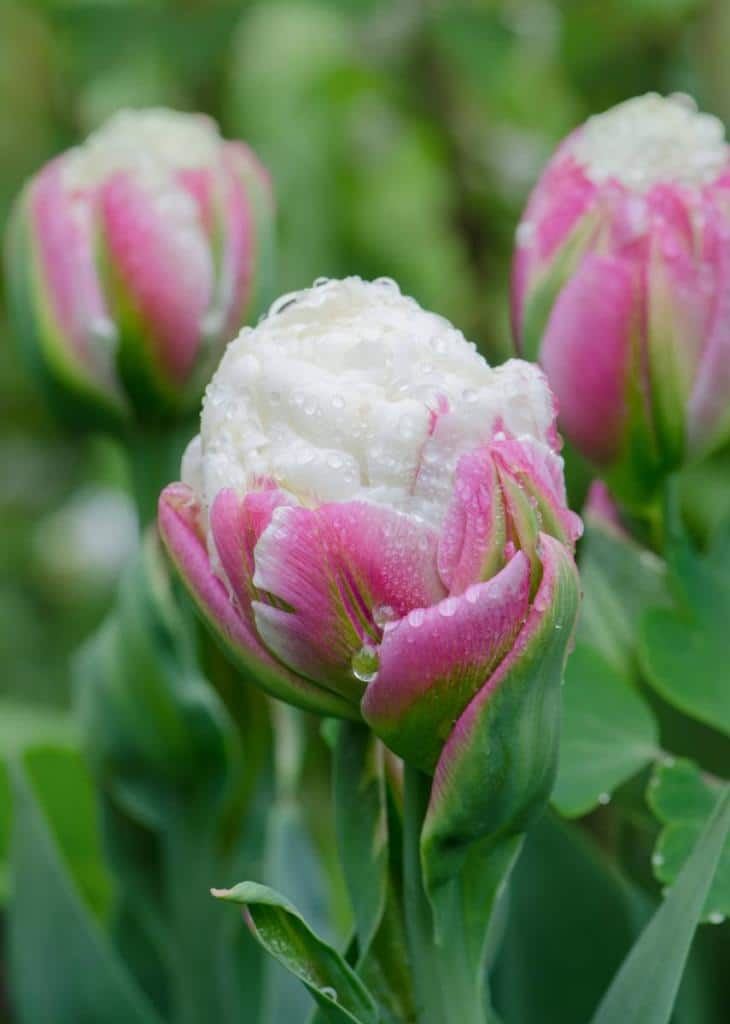 Tulipa-Ice-Cream-mix-per-5