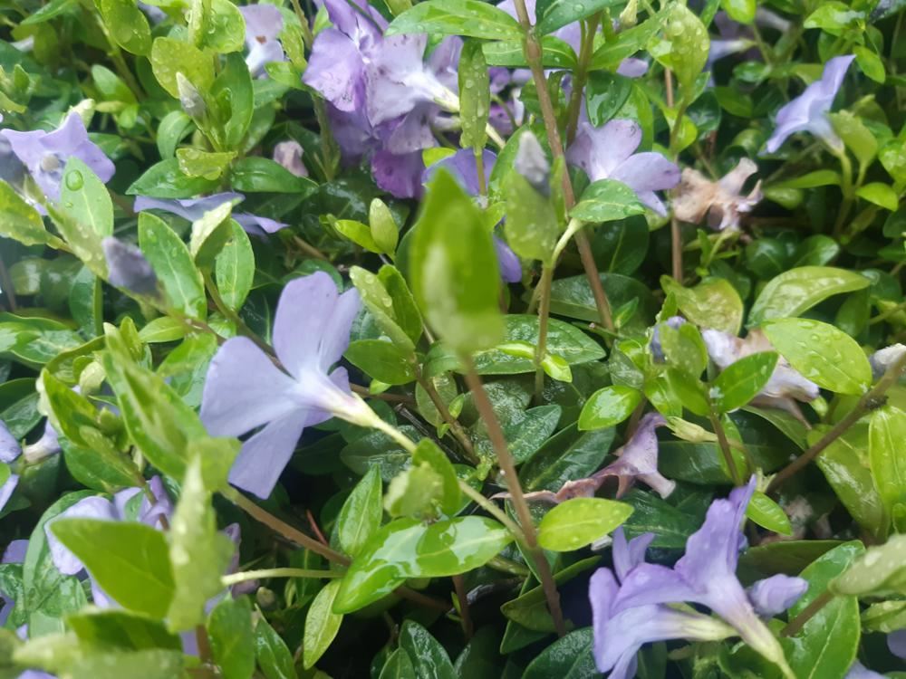 Plantenfiche-Vinca-minor-Marie-