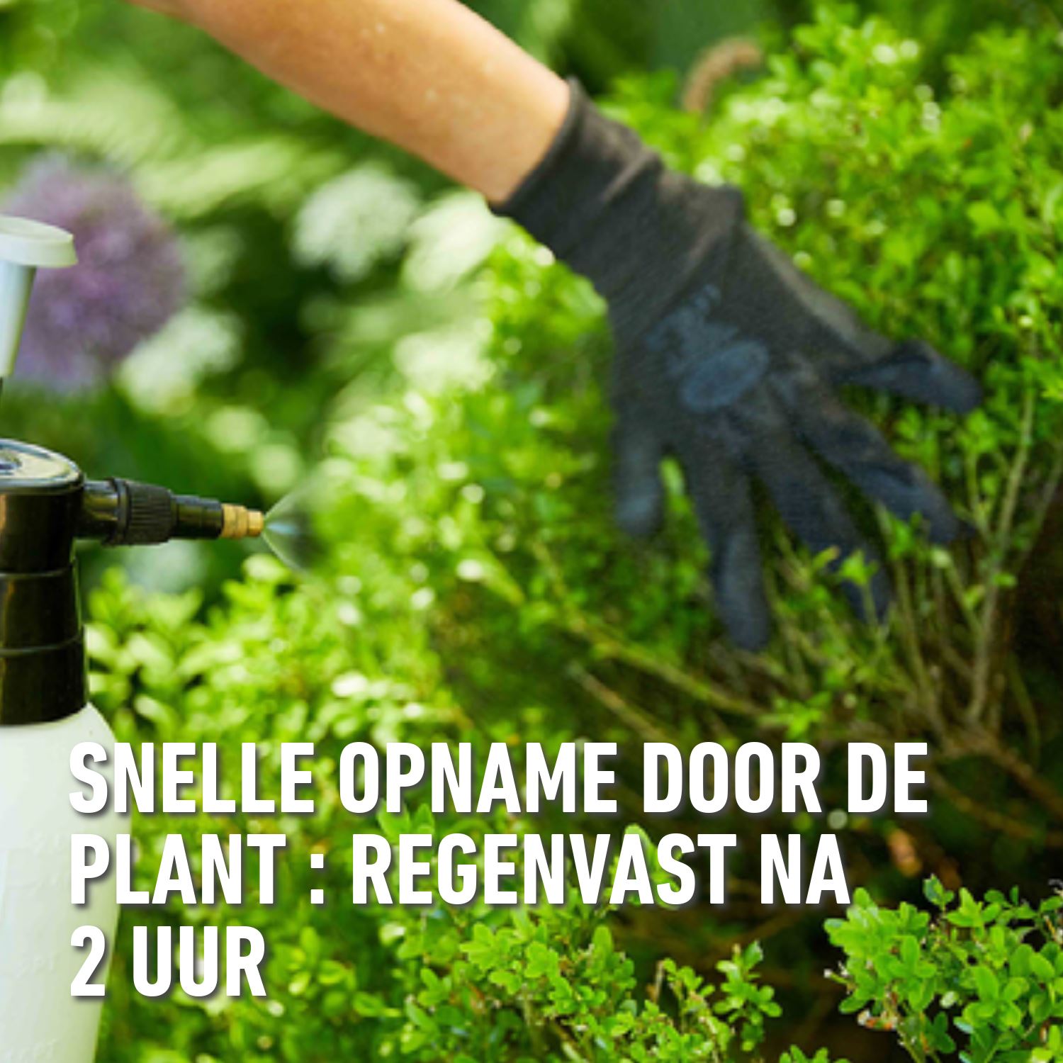 Compo-karate-garden-buxus-concentraat-250ml