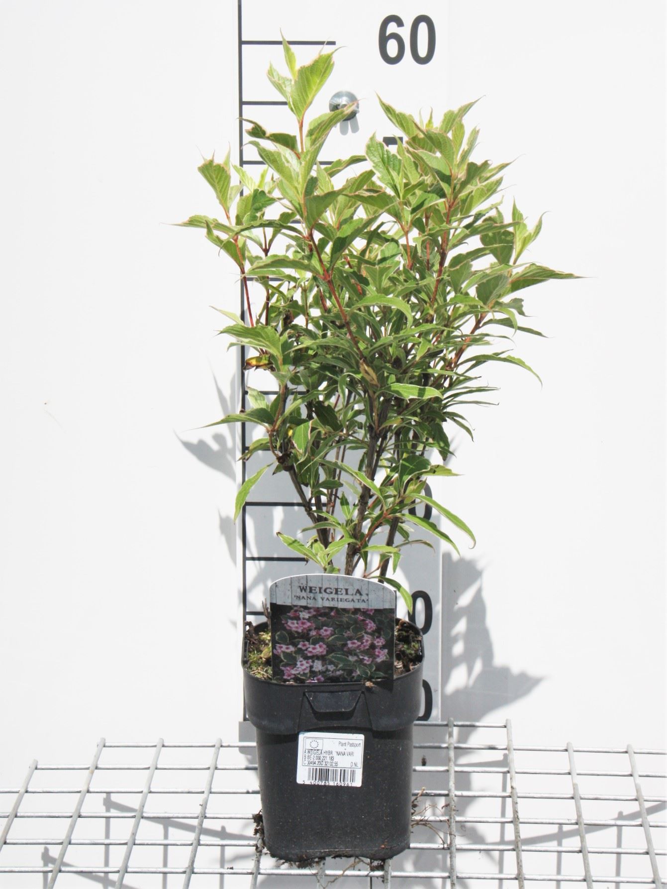 Weigela 'Nana Variegata' - pot - 30-40 cm