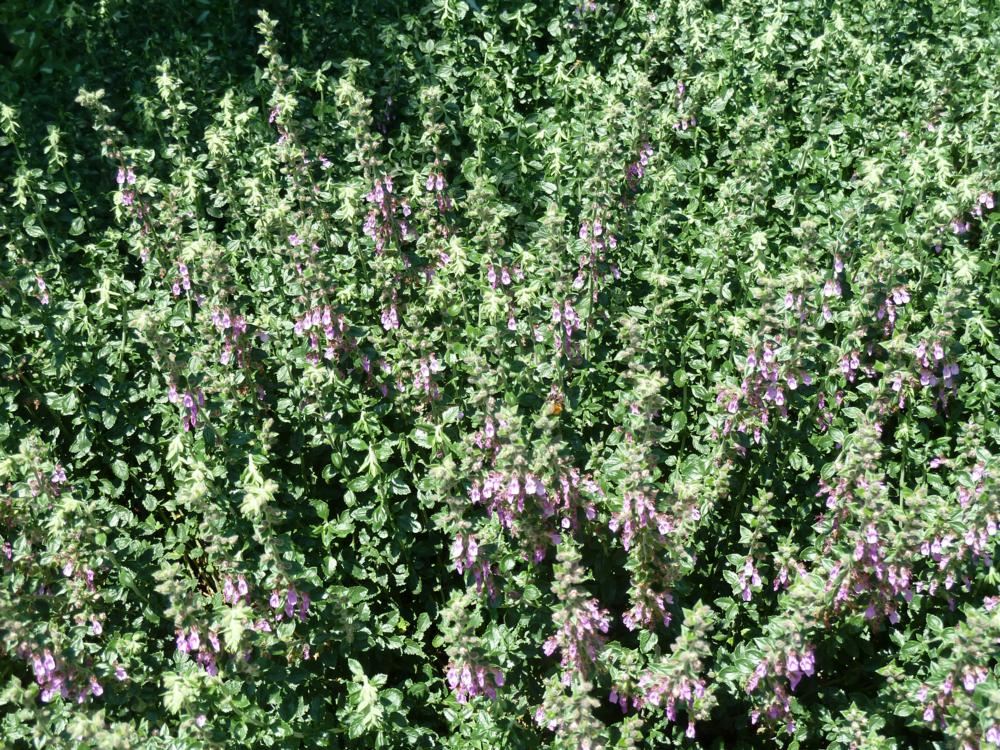 Plantenfiche-Teucrium-x-lucidrys