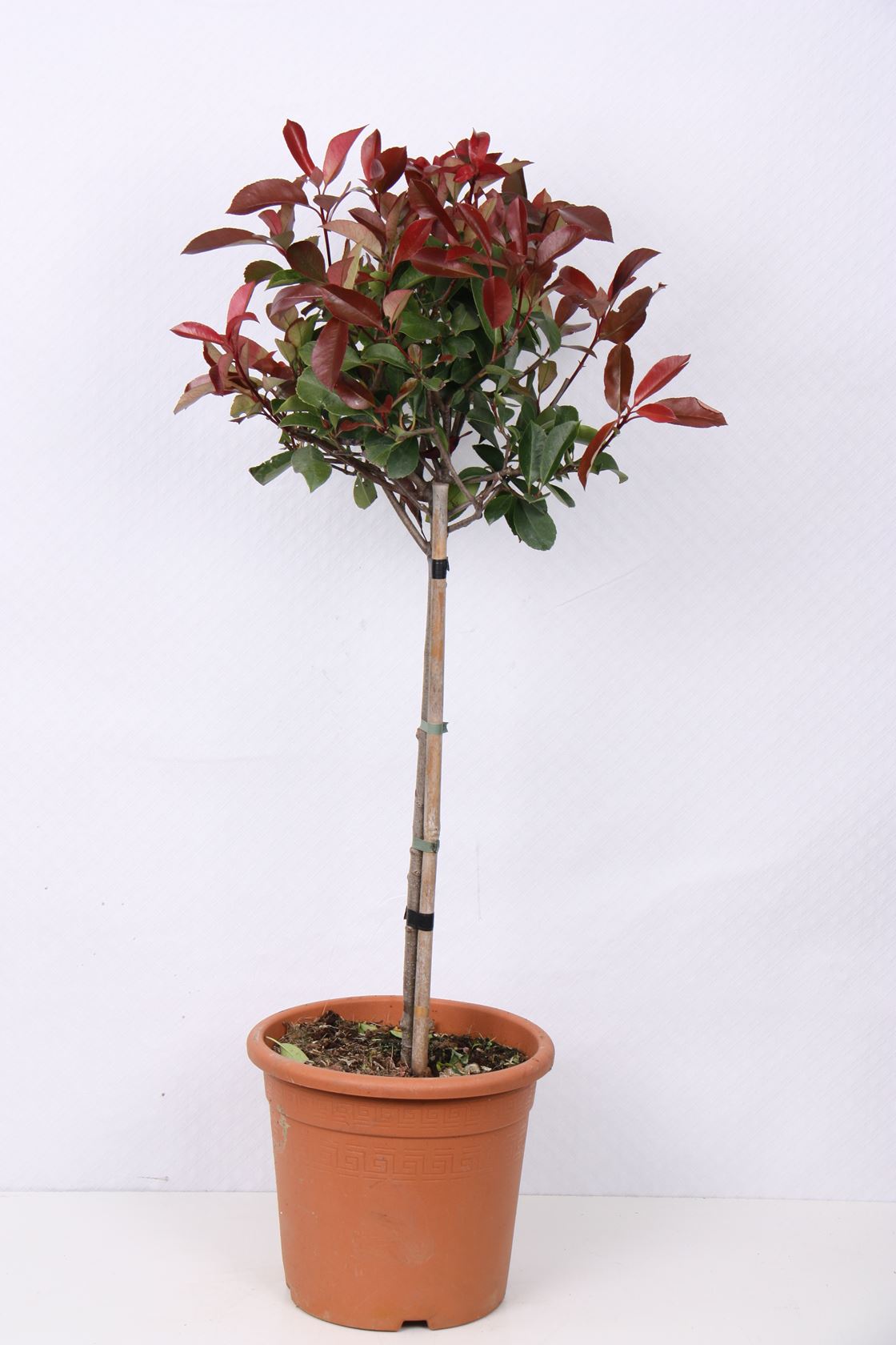 Photinia x fraseri 'Red Robin' - pot 9L - grafted on a stem