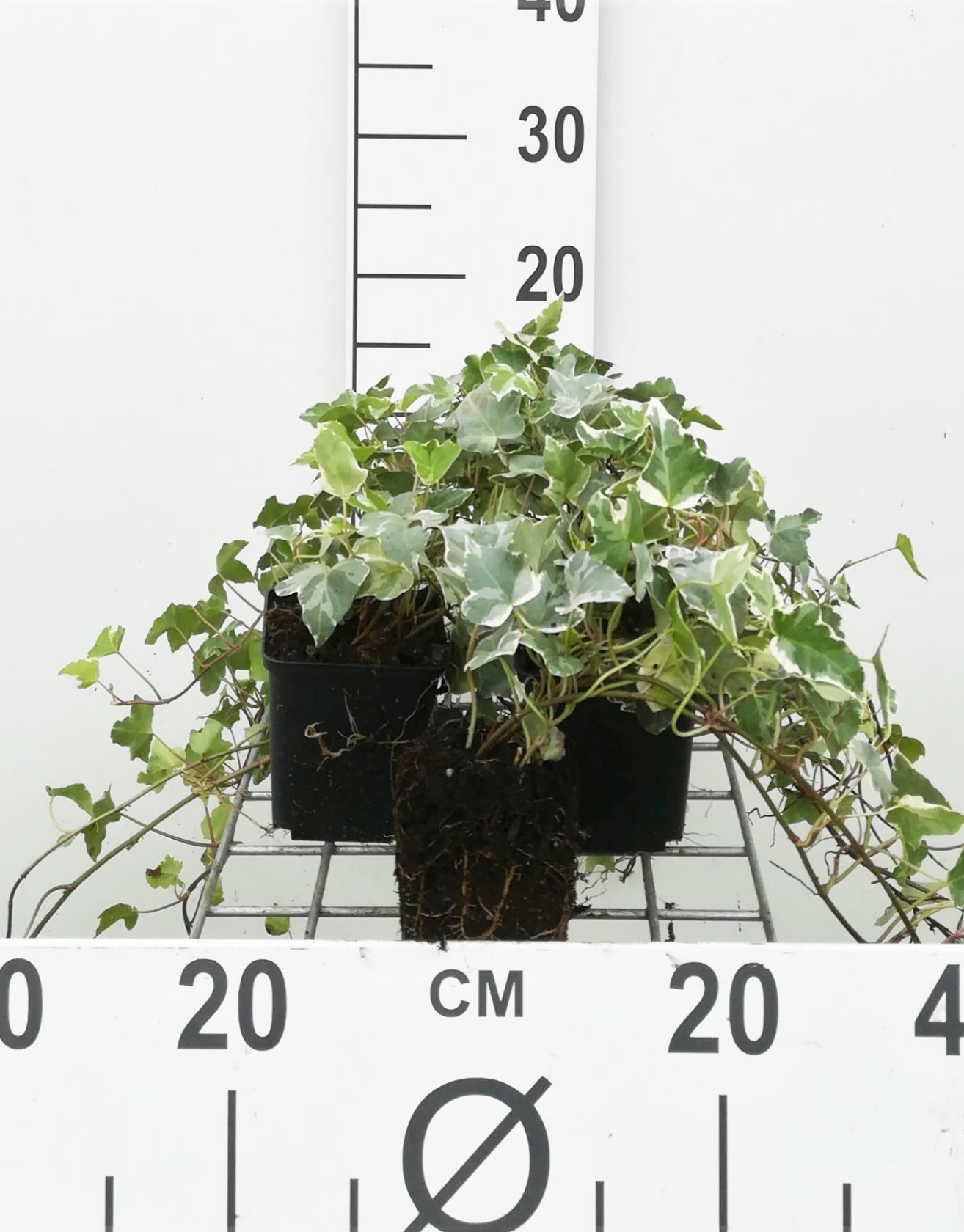 Hedera helix 'Glacier' - pot 9x9 cm